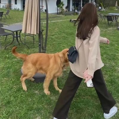 小叮当:羽翼之谜